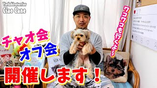 チャオ会＆オフ会のお知らせ【ヨークシャーテリア専門犬舎チャオカーネ】