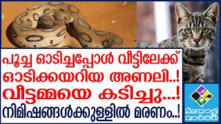 നിമിഷങ്ങൾക്കുള്ളിൽ │MOST VENOMOUS VIPER │ SNAKE BITE