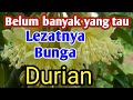 Cara mengolah bunga durian agar bisa dimakan