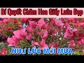 Bí Quyết chăm sóc Hoa Giấy luôn đẹp, xanh tốt như lúc mới mua.