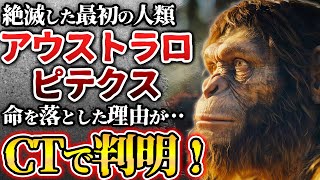 【ゆっくり解説】最初の人類？！アウストラロピテクスとは何者か？