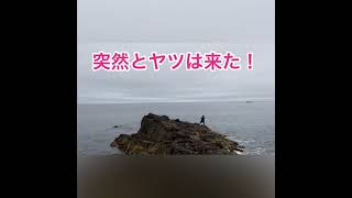 新潟県佐渡ヶ島ヒラマサ