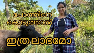 പോത്തിനെ കൊടുത്താൽ ഇത്ര ലാഭം കിട്ടും പ്രതീക്ഷിച്ചില്ല#miyafarmkitchan  vlog#