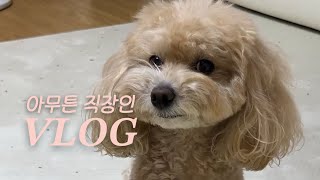 [직장인 vlog.] 드디어 토익시험 끝!! | 다음엔 또 뭐하지? | 끝 없는 택배 언박싱 | 케이스티파이 케이스 | 새해 운동화 추천 | 포즈간츠 멈멈 | 또또 눈☃️