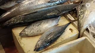 Kuwait ல் மிக பெரிய மீன் மார்க்கெட்(Kuwait in biggest fish 🐠 markets)