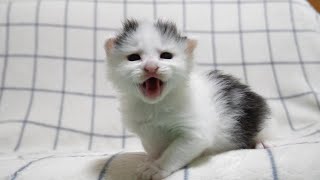 サイレントニャーで子猫がミルクのおねだりおねだり？【赤ちゃん猫　保護猫】