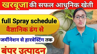 Muskmelon spray schedule | commercial muskmelon farming | muskmelon disease | Agribusiness /kharbuja