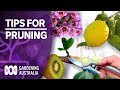 Pruning Tips | Pest and Disease Control | Gardening Australia