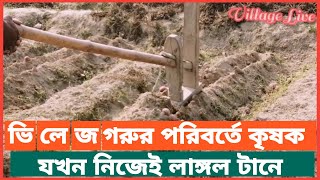 নিজেই লাঙ্গল দিয়ে মাটি ফাটিয়ে আলু তুলতে ব্যস্ত কৃষক