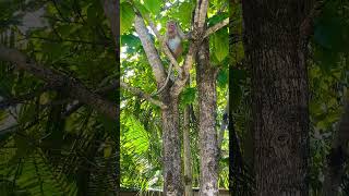 rowdy monkey king  වලියට බර රිලවා #lovenaturally #nature #natureandme #farmlife ✌🏼