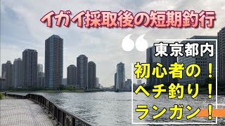 ヘチ釣り「隅田川」ミジ採取後の短期釣行！