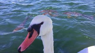 白鳥に餌やり