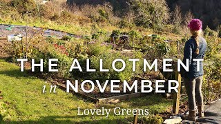 The Allotment Garden in November