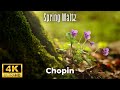 Spring Waltz (Mariage d'Amour) Chopin 4K