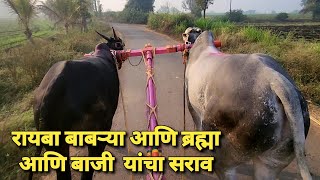 रायबा बाबऱ्या आणि ब्रह्मा बाजी यांचा सराव |Bailgada Sharyat |