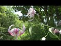 kanoko lily was at its best~ lilium speciosum 2022 akatsuka botanical garden tokyo