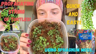 Propagating String of Turtles in Sphagnum Moss! | Plants by Hailey