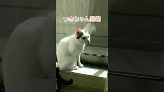 カーテンの裏になにかがいる