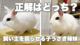 【子うさぎ】そっくり姉妹に振り回される飼い主、苦悩の体重測定