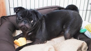 お母さんの巧みな話術でおもちゃがお気に入りになった黒パグなる。Black pug Naru fell in love with toys because of her mom's strategy.