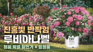 ✨세상에서 가장 특별한 아나벨수국! 루비아나벨 정품을 할인된 가격으로 만나보세요