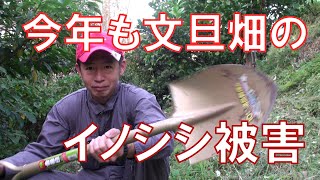 【土佐文旦の栽培】イノシシにボコボコにされた文旦畑を直す