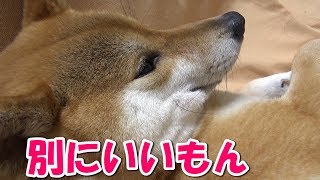 柴犬 父ちゃんに抱っこされてくつろぐリキ【かわいい】Shiba inu RikiRiko/ love being cuddled by my daddy!!