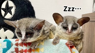 ママにくっついて寝る猿の赤ちゃん/ A monkey has sleepy eyes【ショウガラゴのサラミーとトロチー】