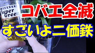 【自然農薬】コバエ全滅！すごいよ二価鉄【植物活性液】【園芸】