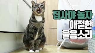 놀아달라고 애절하게 말하는 고양이 울음소리 cat crying talking