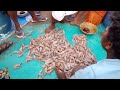 மண்டபத்தில் இறால் ஏலம் shrimp auction in mandapam