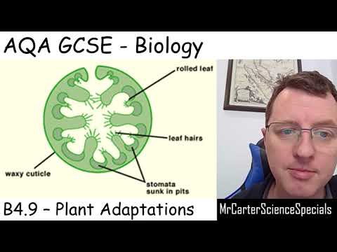 B4.9 - Plant Adaptations - AQA Biology GCSE 9-1 - YouTube