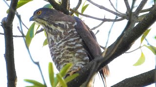 20210203 今日再度上演鷹媽黃N2尋夫記~【大安森林公園鳳頭蒼鷹Crested Goshawk】