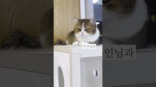 좋다냥! 이거다냥!  #숨숨집 #cat #캣타워추천 #큐빅스펫 #집사 #catlover #냥냥 #큐빅스펫 #책장캣타워 #미니캣타워 #서브캣타워 #소형캣타워 #고양이