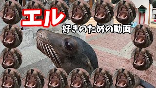 めっちゃ「エル」動画【カリフォルニアアシカ】