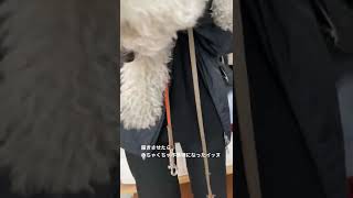 服着せられて顔キレてる犬　#shorts #トイプードル