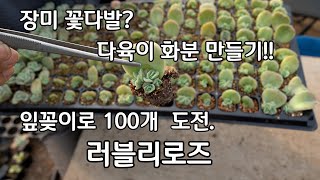 장미꽃 다육이 화분 만들기 러블리로즈 잎꽂이 100개 도전