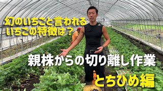 【いちご栽培　いちご農家】親株からの切り離し作業　幻のいちごと呼ばれるとちひめ編