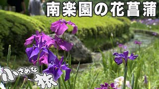 The colorful and vibrant blooming irises create a soothing landscape by the water.