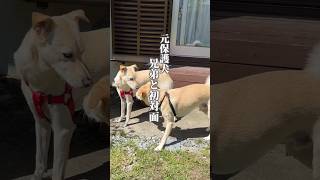 感動…実の兄弟犬と会わせた結果 #元保護犬 #雑種犬