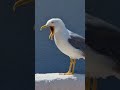 yawning seagull