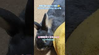 #うさぎとの生活 #rabbit 📹️レンズ越しじゃなくちゃんと目で見ないとね☝️😅#かわいいうさぎ #うちのうさぎ