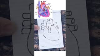 Human Heart diagram drawing class 10
