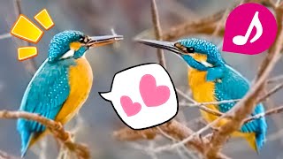 カワセミの鳴き声 kingfisher bird sounds