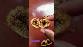 fruit insect #video #short #fruit