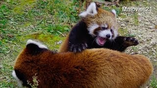 どうしてもそこでひっかかる赤ちゃんレッサーパンダ~Red Panda Baby