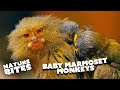 Finger Monkey Mom Gives Birth to Twins | The Secret Life of the Zoo | Nature Bites