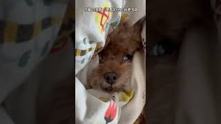 今天教你们怎么挑选健康、可爱的贵宾犬！#dog #cute #狗 #可爱 #萌 #poddledog