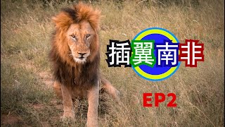 插翼南非 EP2｜做獅子好過做人？｜遇上非洲最危險動物｜SOUTHAFRICA VLOG｜