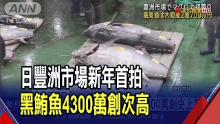 東京豐洲市場首拍!黑鮪魚4300萬創次高.海膽146萬台幣創高 冬季限定體驗\